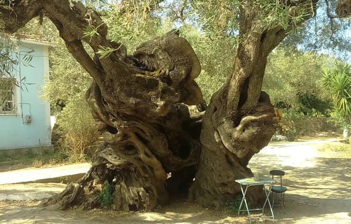 Zakynthos Tour By Bus